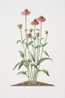Echinacea angustifolia, flowering medicinal plant Echinacea angustifolia, flowering medicinal plant