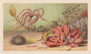 Echinoderm, lithograph, published in 1868 Echinoderm, lithograph, published in 1868