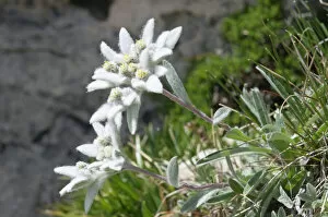 Close Collection: Edelweiss (Leontopodium alpinum)