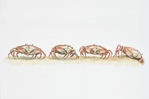 Edible Crab (Cancer pagurus), moving sideways Edible Crab (Cancer pagurus), moving sideways