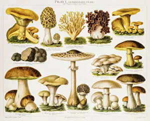Mushroom Collection: Edible Mushrooms Antique Chromolithograph 1896