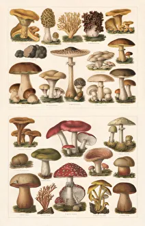 Edible and toxic mushrooms, chromolithograph, published in 1897 Edible and toxic mushrooms, chromolithograph, published in 1897