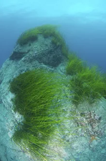 Eelgrass -Zostera marina-, Japan Sea, Primorsky Krai, Russian Federation, Far East Eelgrass -Zostera marina-, Japan Sea, Primorsky Krai, Russian Federation, Far East
