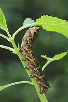Elephant Hawk-moth -Pergesa elpenor, Deilephila elpenor-, caterpillar, Tyrol, Austria Elephant Hawk-moth -Pergesa elpenor, Deilephila elpenor-, caterpillar, Tyrol, Austria