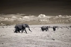 Elephants in Infrared, Masai Mara National Reserve, Kenya, Africa Elephants in Infrared, Masai Mara National Reserve, Kenya, Africa