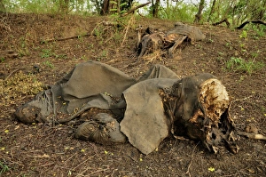 One of the elephants killed by Sudanese poachers on 5 March 2012, Bouba-Ndjida National Park One of the elephants killed by Sudanese poachers on 5 March 2012, Bouba-Ndjida National Park