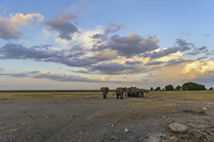 Elephants in landscape at sunset waiting to cross road, Amboseli National Park, Kenya, Africa Elephants in landscape at sunset waiting to cross road, Amboseli National Park, Kenya, Africa