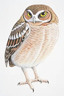 Collections/dorling kindersley prints/elf owl micrathene whitneyi Collections/dorling kindersley prints/elf owl micrathene whitneyi