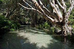 Eli Creek, Fraser Island, Queensland, Australia Eli Creek, Fraser Island, Queensland, Australia
