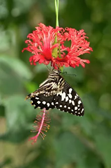 Emperor Swallowtail -Papilio ophidicephalus- Emperor Swallowtail -Papilio ophidicephalus-