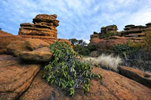 Englerophytum magalismontanum (prev. Bequaertiodendron magalismontanum) Transvaal milkplum growing on a rock formation Englerophytum magalismontanum (prev. Bequaertiodendron magalismontanum) Transvaal milkplum growing on a rock formation