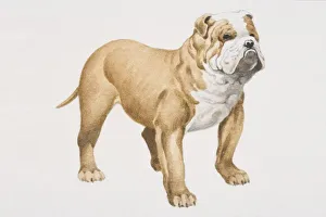 English Bulldog (canis familiaris), side view English Bulldog (canis familiaris), side view