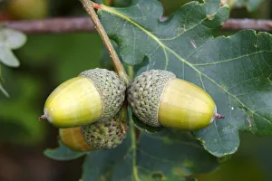 English Oak -Quercus robur-, twig with acorns and leaves, Neunkirchen in Siegerland, North Rhine-Westphalia, Germany English Oak -Quercus robur-, twig with acorns and leaves, Neunkirchen in Siegerland, North Rhine-Westphalia, Germany