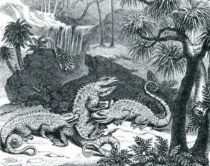 Engraving of dinosaur iguanodon fighting 1872 Engraving of dinosaur iguanodon fighting 1872