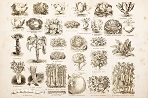 Engraving drawings vegetables from 1882 Engraving drawings vegetables from 1882