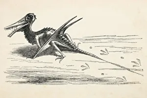 Engraving of extinct dinosaur Rhamphorhynchus 1872 Engraving of extinct dinosaur Rhamphorhynchus 1872