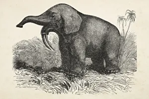 Engraving of extinct elephant Deinotherium from 1872 Engraving of extinct elephant Deinotherium from 1872