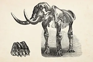Engraving of extinct elephant mastodon from 1872 Engraving of extinct elephant mastodon from 1872