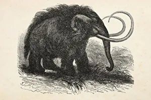 Engraving of extinct woolly mammoth from 1872 Engraving of extinct woolly mammoth from 1872