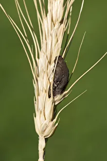 Ergot -Claviceps purpurea-, Burgenland, Austria Ergot -Claviceps purpurea-, Burgenland, Austria