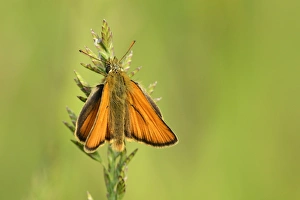 Essex Skipper or European Skipper -Thymelicus lineola-, Zug, Switzerland, Europe Essex Skipper or European Skipper -Thymelicus lineola-, Zug, Switzerland, Europe