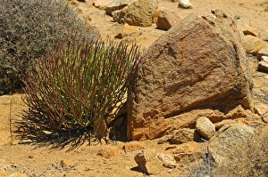 Euphorbia gregaria, Goegap Nature Reserve, Namaqualand, South Africa, Africa Euphorbia gregaria, Goegap Nature Reserve, Namaqualand, South Africa, Africa