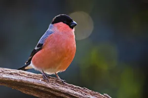 Eurasian bullfinch (Pyrrhula pyrrhula), male sits on deadwood, Emsland, Lower Saxony Eurasian bullfinch (Pyrrhula pyrrhula), male sits on deadwood, Emsland, Lower Saxony