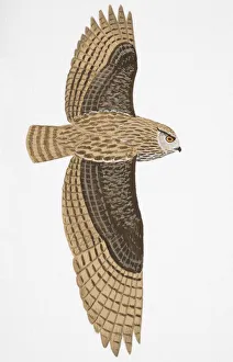 Eurasian Eagle Owl (Bubo bubo), adult male Eurasian Eagle Owl (Bubo bubo), adult male
