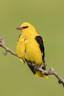 Eurasian Golden Oriole (Oriolus oriolus), male sitting on branch, Bacs-Kiskun, Hungary Eurasian Golden Oriole (Oriolus oriolus), male sitting on branch, Bacs-Kiskun, Hungary