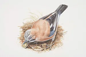 Eurasian Jay, Garrulus glandarius, bird eating an acorn Eurasian Jay, Garrulus glandarius, bird eating an acorn