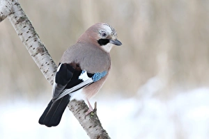 Eurasian Jay -Garrulus glandarius- on a branch, North Hesse, Hesse, Germany
