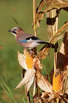 Eurasian Jay -Garrulus glandarius- on a corn cob, Allgaeu, Bavaria, Germany, Europe Eurasian Jay -Garrulus glandarius- on a corn cob, Allgaeu, Bavaria, Germany, Europe