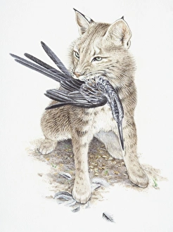 Eurasian Lynx, Felis lynx, with a bird in its mouth Eurasian Lynx, Felis lynx, with a bird in its mouth