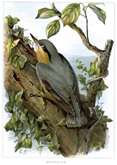Eurasian Nuthatch - Sitta europaea Eurasian Nuthatch - Sitta europaea
