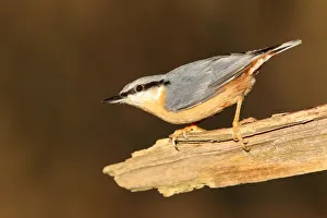 Eurasian nuthatch (Sitta europaea), Hesse, Germany