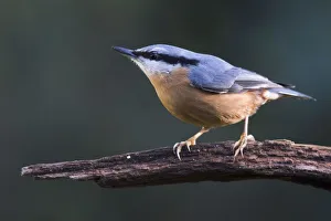 Eurasian nuthatch (Sitta europaea) sits on a branch, Emsland, Lower Saxony, Germany Eurasian nuthatch (Sitta europaea) sits on a branch, Emsland, Lower Saxony, Germany