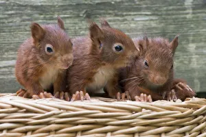 Eurasian red squirrels (Sciurus vulgaris), three young animals sitting on a basket Eurasian red squirrels (Sciurus vulgaris), three young animals sitting on a basket