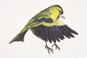 Eurasian Siskin, Carduelis spinus, preparing to land on tree branch by flapping down its wings Eurasian Siskin, Carduelis spinus, preparing to land on tree branch by flapping down its wings