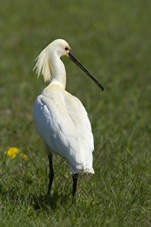 Eurasian Spoonbill or Common Spoonbill -Platalea leucorodia-, Waal en Burg nature reserve Eurasian Spoonbill or Common Spoonbill -Platalea leucorodia-, Waal en Burg nature reserve