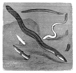 The European eel (Anguilla anguilla) The European eel (Anguilla anguilla)