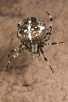 European garden spider or cross spider -Araneus diadematus-, female on her web on a house wall, Untergroeningen European garden spider or cross spider -Araneus diadematus-, female on her web on a house wall, Untergroeningen