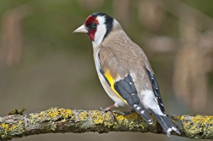 European Goldfinch or Goldfinch -Carduelis carduelis-, Untergroningen, Abtsgmuend European Goldfinch or Goldfinch -Carduelis carduelis-, Untergroningen, Abtsgmuend