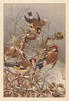 European goldfinches (Carduelis carduelis), lithograph, published around 1895 European goldfinches (Carduelis carduelis), lithograph, published around 1895