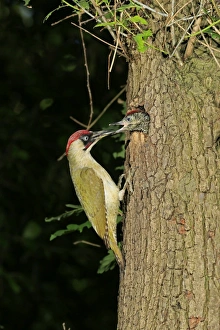 European Green Woodpecker -Picus viridis- feeding young at nest in tree hole, Germany European Green Woodpecker -Picus viridis- feeding young at nest in tree hole, Germany