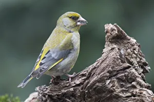 European greenfinch (Carduelis chloris) sits on deadwood, Emsland, Lower Saxony, Germany European greenfinch (Carduelis chloris) sits on deadwood, Emsland, Lower Saxony, Germany