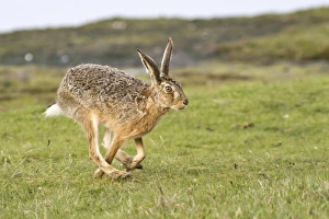 European Hare -Lepus europaeus- running, North Hesse, Hesse, Germany European Hare -Lepus europaeus- running, North Hesse, Hesse, Germany