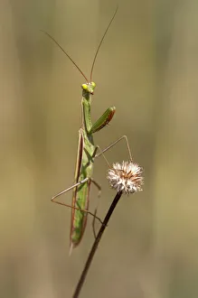 European mantis -Mantis religiosa-, nutrient-poor grassland, departement of Haut-Rhin European mantis -Mantis religiosa-, nutrient-poor grassland, departement of Haut-Rhin