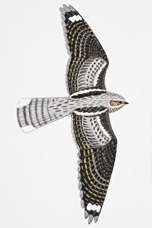 European Nightjar (Caprimulgus europaeus), adult male European Nightjar (Caprimulgus europaeus), adult male