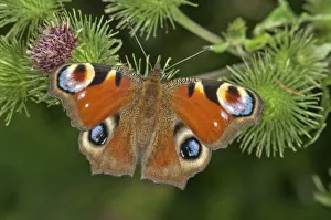 European Peacock or Peacock Butterfly -Inachis io- in search of nectar on a Greater European Peacock or Peacock Butterfly -Inachis io- in search of nectar on a Greater