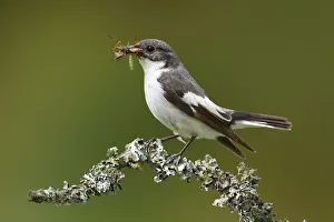 European Pied Flycatcher -Ficedula hypoleuca-, male with an insect in its beak perched on a branch, Altenseelbach European Pied Flycatcher -Ficedula hypoleuca-, male with an insect in its beak perched on a branch, Altenseelbach